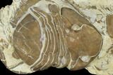 Homotelus Trilobite - Bromide Formation, Oklahoma #114507-1